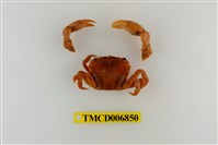 藏品(平背蜞)的圖片